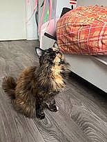 Thaylis participe au concours pour gagner de l'argent avec cette photo : canidae, carnivore, cat, comfort, companion_dog, digital_video_recorder, dog_breed, felidae, floor, flooring, fur, hardwood, laminate_flooring, paw, small_to_medium_sized_cats, tail, terrestrial_animal, whiskers, wood, wood_flooring