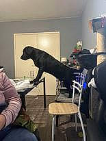 Nacos participe au concours pour gagner de l'argent avec cette photo : building, chair, comfort, companion_dog, dog_breed, event, flooring, fun, fur, house, room, service, sitting, sporting_group, t_shirt