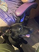 Nacos participe au concours pour gagner de l'argent avec cette photo : canidae, carnivore, dog, dog_breed, electric_blue, light, non_sporting_group, sporting_group, terrestrial_animal, working_animal