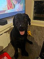 Nacos a rejoint le concours — aidez-le/la à gagner de superbes lots ! borador, carnivore, companion_dog, display_device, dog, dog_breed, floor, flooring, fur, gun_dog, hardwood, sporting_group, tail, television, working_animal