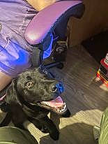 Nacos participe au concours pour gagner de l'argent avec cette photo : carnivore, companion_dog, dog, dog_breed, electric_blue, fender, guard_dog, purple, sporting_group, vertebrate, working_animal