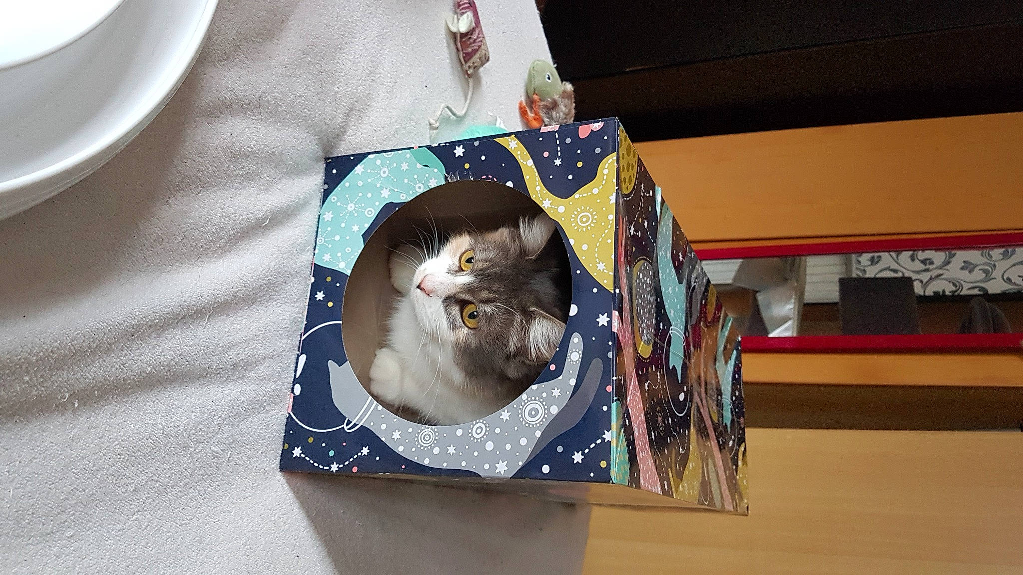 Thena a rejoint le concours — aidez-le/la à gagner de superbes lots ! box, carnivore, cat, dishware, domestic_short_haired_cat, felidae, fur, linens, paper, paper_product, plate, room, saucer, serveware, small_to_medium_sized_cats, tableware, whiskers