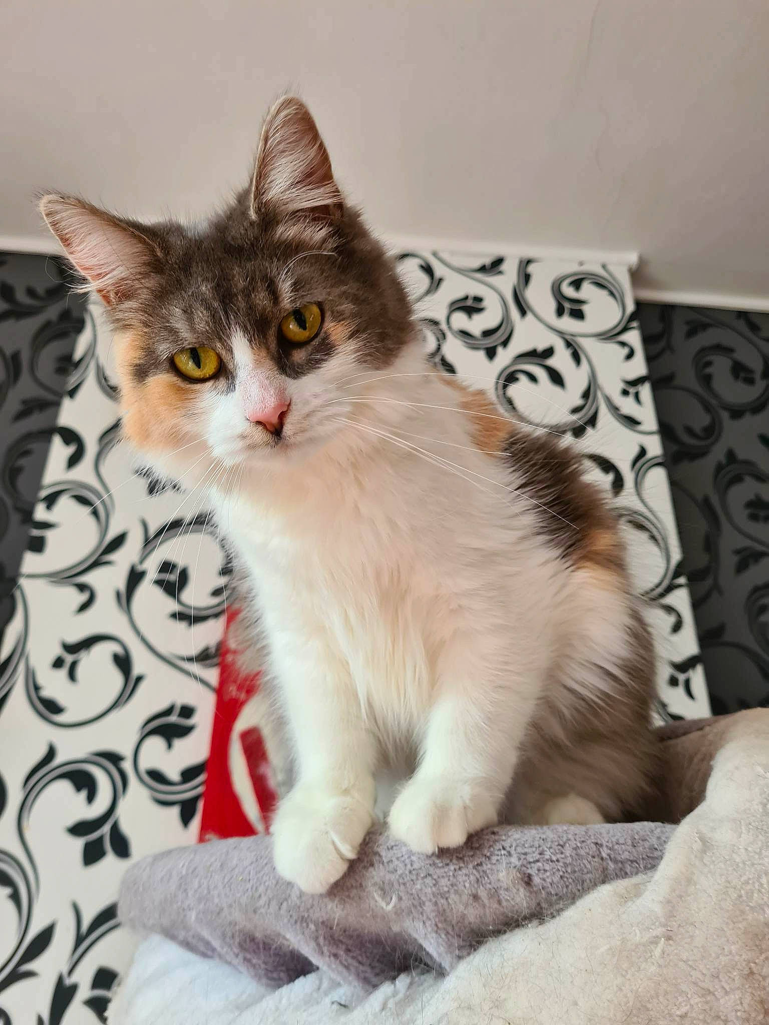 Thena participe au concours pour gagner de l'argent avec cette photo : box, carnivore, cat, claw, comfort, domestic_short_haired_cat, door, fawn, felidae, fur, paw, photo_caption, sitting, small_to_medium_sized_cats, snout, tail, whiskers, window