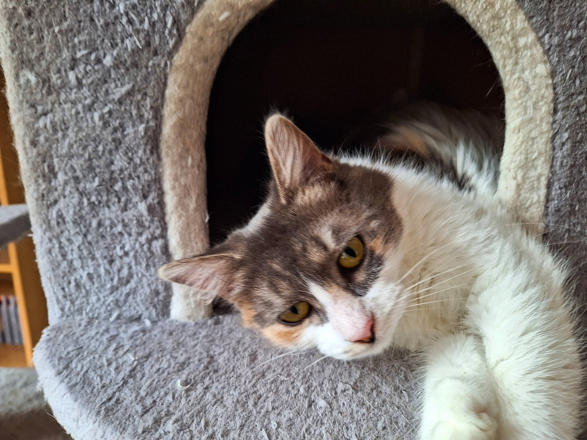 Thena participe au concours pour gagner de l'argent avec cette photo : carnivore, cat, cat_furniture, cat_supply, domestic_short_haired_cat, felidae, fur, grey, paw, pet_supply, small_to_medium_sized_cats, tail, whiskers, window, wood