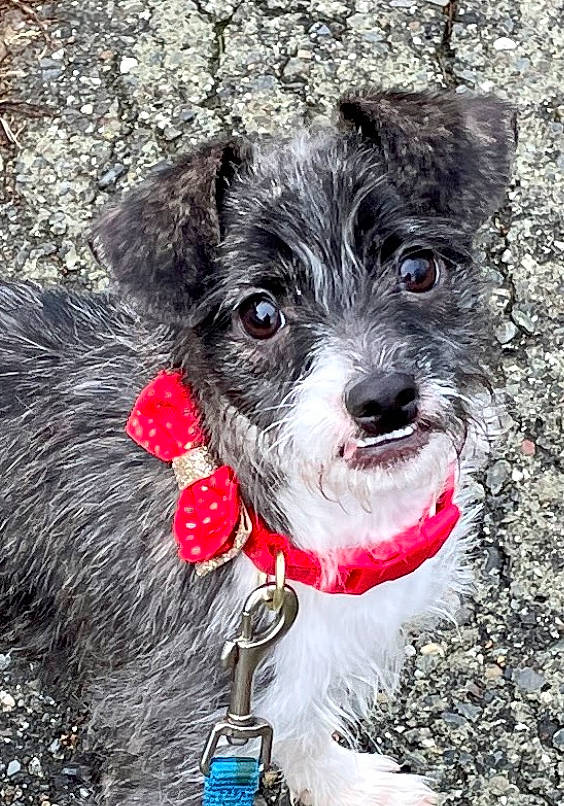 Mopar joined the competition — help win amazing prizes! art, canidae, carnivore, collar, companion_dog, dog, dog_breed, dog_collar, dog_supply, fashion_accessory, fur, non_sporting_group, small_terrier, snout, sporting_group, tail, terrier, toy_dog, water, working_animal