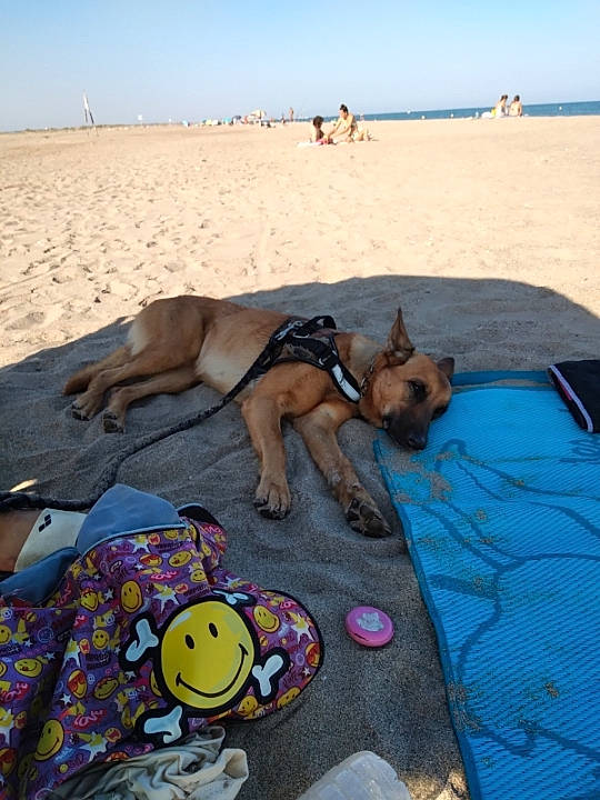 Raya a rejoint le concours — aidez-le/la à gagner de superbes lots ! art, beach, carnivore, dog, dog_breed, fawn, fun, landscape, leisure, ocean, recreation, sand, singing_sand, sky, sun_tanning, tourism, toy, travel, vacation, working_animal