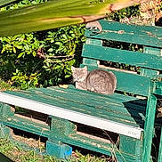 Chatbanc a rejoint le concours — aidez-le/la à gagner de superbes lots ! animal, bench, cat, garden, grass, gray_cat, greenery, kitten, leaves, nature, outdoor, pet, plants, portrait, relaxed, sitting, sleeping, sunlight, weathered, wooden_bench