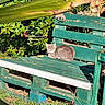 animal, bench, cat, garden, grass, gray_cat, greenery, kitten, leaves, nature, outdoor, pet, plants, portrait, relaxed, sitting, sleeping, sunlight, weathered, wooden_bench