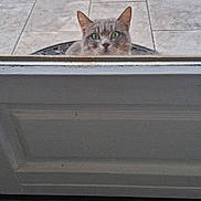 Félin participe au concours pour gagner de l'argent avec cette photo : animal, background, cat, chair_legs, closeup, curious, domestic, door, ears, feline, gray_cat, green_eyes, home, looking, outdoor, peeking, pet, quiet, tile_floor, whiskers