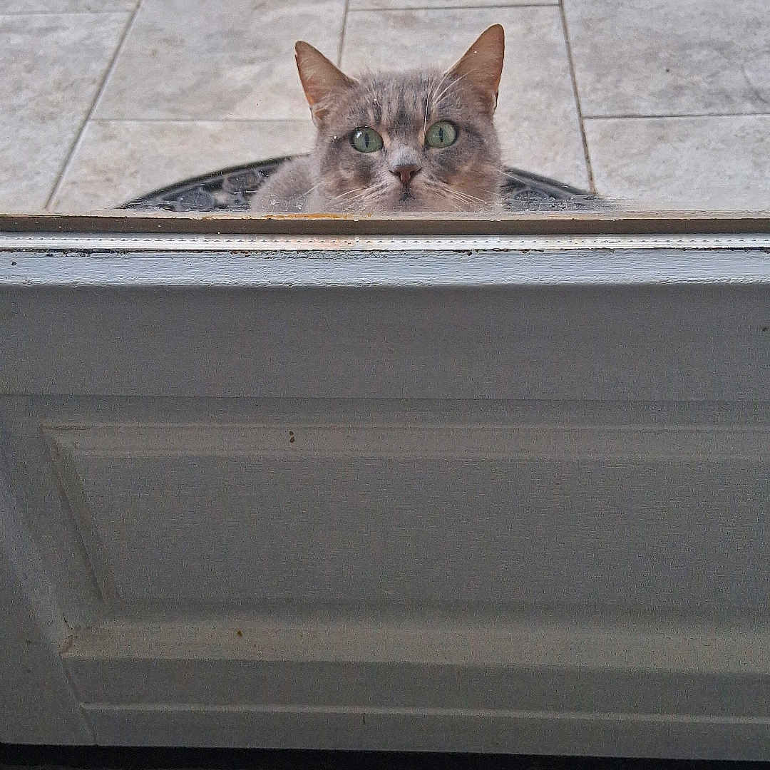 Félin participe au concours pour gagner de l'argent avec cette photo : animal, background, cat, chair_legs, closeup, curious, domestic, door, ears, feline, gray_cat, green_eyes, home, looking, outdoor, peeking, pet, quiet, tile_floor, whiskers