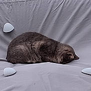 Chatpionce a rejoint le concours — aidez-le/la à gagner de superbes lots ! cat, sleeping, curled_up, bed, bedsheet, bedroom, indoor, gray_fur, resting, animal, pet, whiskers, ears, tail, plant, fabric, wrinkles, minimalist, soft_lighting, relaxing