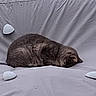 cat, sleeping, curled_up, bed, bedsheet, bedroom, indoor, gray_fur, resting, animal, pet, whiskers, ears, tail, plant, fabric, wrinkles, minimalist, soft_lighting, relaxing