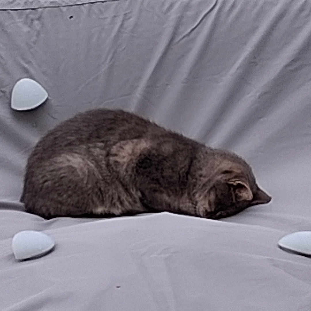 Chatpionce a rejoint le concours — aidez-le/la à gagner de superbes lots ! cat, sleeping, curled_up, bed, bedsheet, bedroom, indoor, gray_fur, resting, animal, pet, whiskers, ears, tail, plant, fabric, wrinkles, minimalist, soft_lighting, relaxing