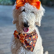 Lady May joined the competition — help win amazing prizes! dog, white_dog, curly_fur, orange_bow, bandana, tongue_out, pet, animal, portrait, close_up, cute, fluffy, outdoor, decorative, fall_theme, happy, sitting, fur_texture, accessory, adorable