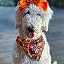 dog, white_dog, curly_fur, orange_bow, bandana, tongue_out, pet, animal, portrait, close_up, cute, fluffy, outdoor, decorative, fall_theme, happy, sitting, fur_texture, accessory, adorable