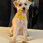 Mya is registered to the contest to win money with this photo: dog, pet, flower_necklace, indoor, bedspread, treats, happy, sitting, tongue_out, furniture, table, chair, small_dog, cute, fluffy, animal, domestic, portrait, smiling, cozy