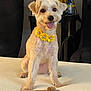 dog, pet, flower_necklace, indoor, bedspread, treats, happy, sitting, tongue_out, furniture, table, chair, small_dog, cute, fluffy, animal, domestic, portrait, smiling, cozy