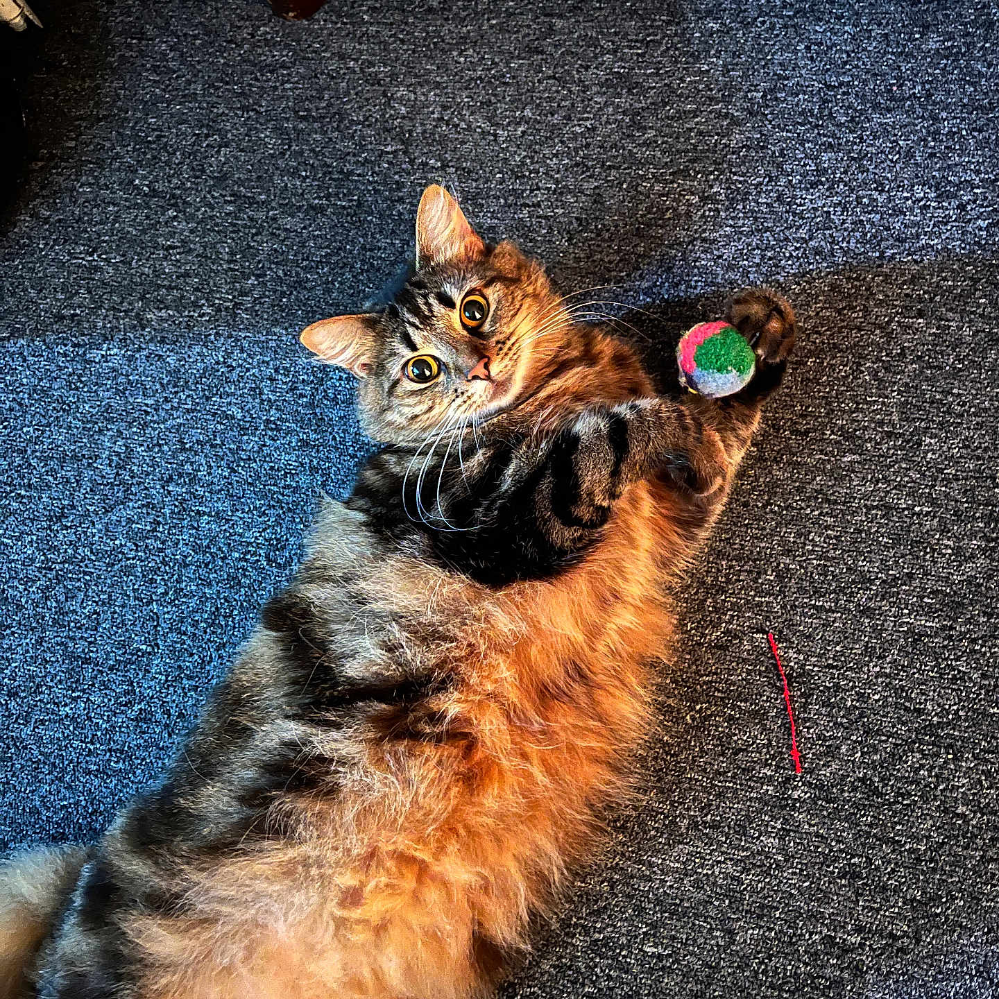 Olive is registered to the contest to win money with this photo: abyssinian, accessories, alloywheel, animal, car, cat, collar, hardwood, indoors, kitten, leash, manx, pet, plywood, road, sphere, stainedwood, strap, tarmac, wood