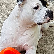Leïa participe au concours pour gagner de l'argent avec cette photo : american_bulldog, american_pit_bull_terrier, american_staffordshire_terrier, ancient_dog_breeds, canidae, carnivore, companion_dog, cordoba_fighting_dog, dog, dog_breed, dogo_argentino, dogo_guatemalteco, mammal, non_sporting_group, pit_bull, rare_breed_dog, snout, staffordshire_bull_terrier, valley_bulldog, vertebrate