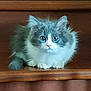 kitten, cat, gray, white, fluffy, fur, wood, curious, pet, animal, indoor, cute, small, sitting, whiskers, ears, eyes, paws, feline, young