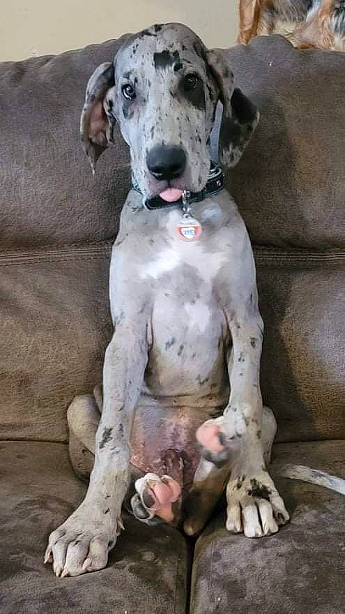 Goliath is registered to the contest to win money with this photo: carnivore, collar, companion_dog, couch, dog, dog_breed, dog_collar, dog_supply, foot, german_shorthaired_pointer, great_dane, human_leg, non_sporting_group, paw, snout, terrestrial_animal, thigh, working_animal, working_dog