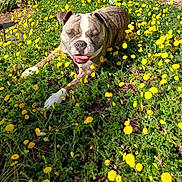 Tess a rejoint le concours — aidez-le/la à gagner de superbes lots ! dog, bulldog, pet, animal, outdoor, garden, flowers, dandelions, yellow_flowers, grass, plants, nature, sunlight, lying_down, front_view, open_mouth, tongue, wrinkled_face, short_fur, brown_and_white