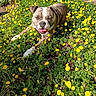 dog, bulldog, pet, animal, outdoor, garden, flowers, dandelions, yellow_flowers, grass, plants, nature, sunlight, lying_down, front_view, open_mouth, tongue, wrinkled_face, short_fur, brown_and_white
