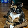 Autumn is registered to the contest to win money with this photo: animal, calico, cat, closeup, cozy, curious, cute, domestic, feline, fur, green_eyes, household_items, indoor, paws, pet, relaxed, resting, slipper, whiskers, wooden_floor