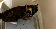 Autumn is registered to the contest to win money with this photo: alert, animal, bathroom, bathtub, cat, curious, cute, domestic_cat, feline, floor, fur, home, indoor, looking_up, mouth_open, paw, pet, shower_stool, tortoiseshell_cat, whiskers