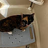 alert, animal, bathroom, bathtub, cat, curious, cute, domestic_cat, feline, floor, fur, home, indoor, looking_up, mouth_open, paw, pet, shower_stool, tortoiseshell_cat, whiskers