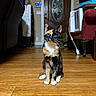 Autumn is registered to the contest to win money with this photo: animal, black, brown, calico_cat, cat, cozy, curious, domestic_cat, door, flooring, furniture, home, household, indoor, pets, sitting, stained_glass, whiskers, white, wooden_floor