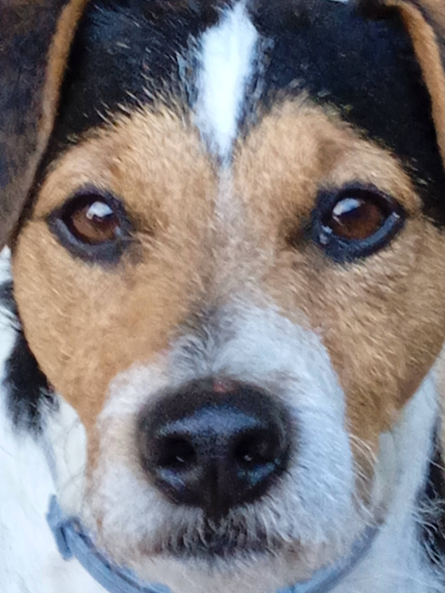 Kiki a rejoint le concours — aidez-le/la à gagner de superbes lots ! ancient_dog_breeds, ball, canidae, carnivore, collar, companion_dog, dog, dog_breed, dog_collar, fur, photography, snout, sporting_group, whiskers, window, working_animal, working_dog