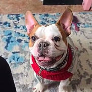 Gizmo is registered to the contest to win money with this photo: dog, french_bulldog, pet, portrait, sitting, smiling, happy, red_sweater, collar, indoors, rug, carpet, home, living_room, ears, eyes, paws, short_snout, animal, photography