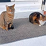 cat, animal, pet, mammal, feline, tabby, striped, sitting, resting, mat, outdoor, door, white, texture, sunlight, relaxing, two_animals, fur, whiskers, ears
