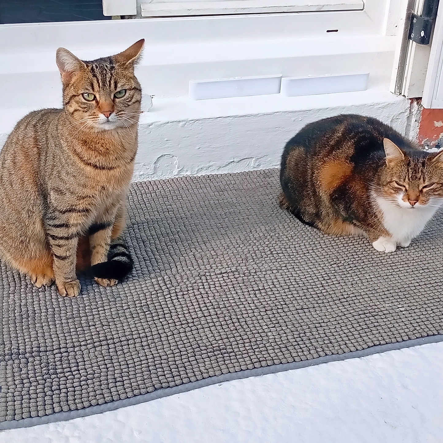 Simba Et Tigrou participe au concours pour gagner de l'argent avec cette photo : cat, animal, pet, mammal, feline, tabby, striped, sitting, resting, mat, outdoor, door, white, texture, sunlight, relaxing, two_animals, fur, whiskers, ears