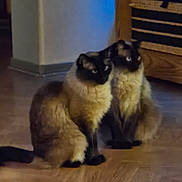 Wyatt And Virgil is registered to the contest to win money with this photo: animal, basket, blurry, cat, companion, domestic_animal, ears, eyes, face, feline, fur, furniture, household, indoor, pet, siamese_cat, sitting, soft_light, two_animals, wooden_floor