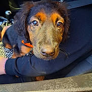 Algo participe au concours pour gagner de l'argent avec cette photo : puppy, dog, pet, animal, close_up, face, fur, car_interior, person, lap, black_fur, brown_fur, eyes, nose, whiskers, seatbelt, clothing, sitting, indoor, companion