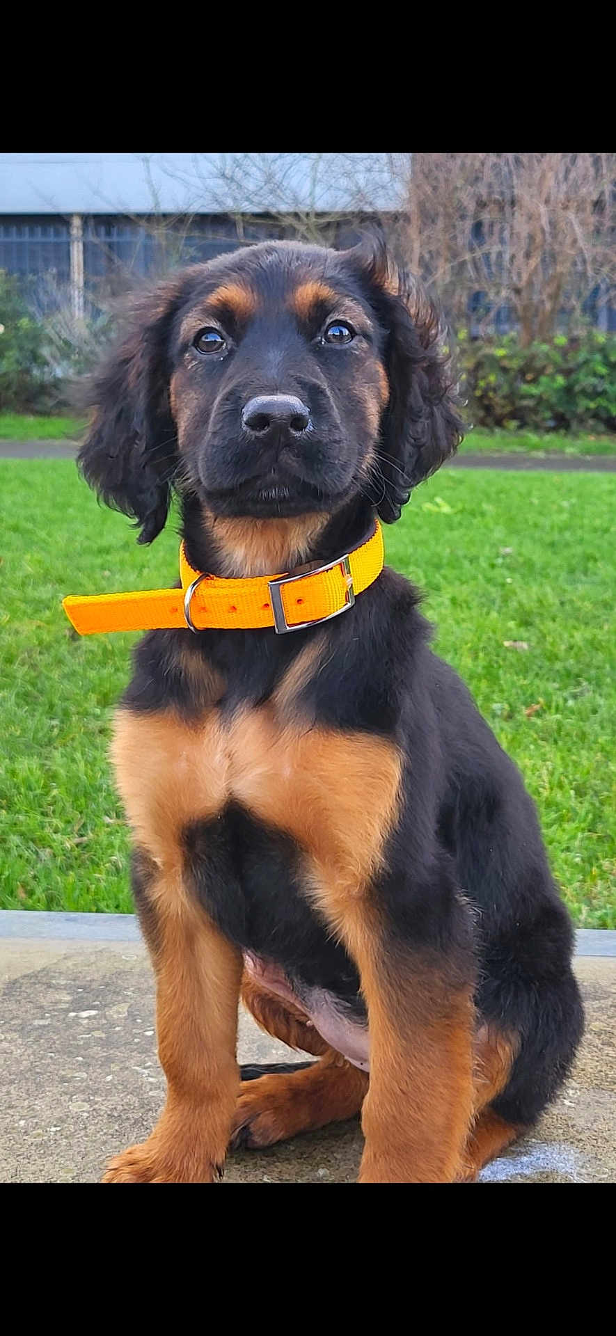 Algo a rejoint le concours — aidez-le/la à gagner de superbes lots ! puppy, dog, orange_collar, black_and_tan, cute, sitting, outdoor, grass, pet, young_dog, animal, canine, fur, ears, nose, eyes, collar, portrait, nature, friend