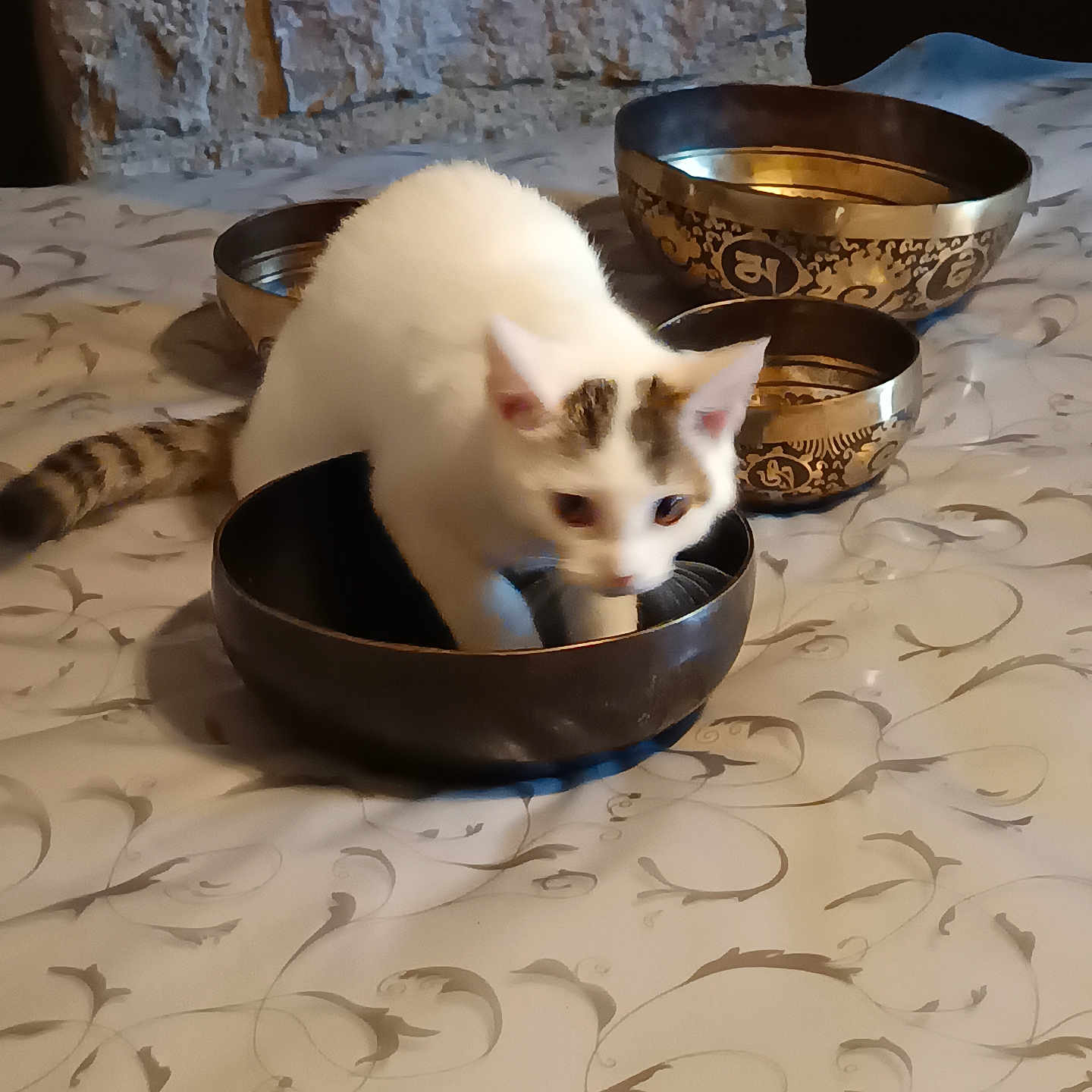 Billy a rejoint le concours — aidez-le/la à gagner de superbes lots ! cat, kitten, white_cat, animal, pet, sitting, bowl, metal_bowls, ornate, indoors, table, tablecloth, patterned_fabric, blue_eyes, pointed_ears, whiskers, fur, curious, portrait, household_objects