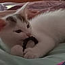 Billy participe au concours pour gagner de l'argent avec cette photo : cat, kitten, white_cat, orange_patches, sleeping, lying_down, pet, animal, whiskers, paws, pink_nose, black_toy, blanket, bed, cozy, indoors, close_up, cuddling, relaxed, portrait