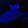 Billy a rejoint le concours — aidez-le/la à gagner de superbes lots ! cat, animal, pet, feline, blue_light, darkness, night, low_light, silhouette, lying_down, ears, whiskers, fur, indoor, shadow, moody, abstract, portrait, dramatic_lighting, sleeping