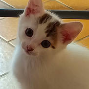 Billy participe au concours pour gagner de l'argent avec cette photo : cat, kitten, white_cat, tabby, pet, animal, close_up, portrait, selfie, large_eyes, blue_eyes, ears, whiskers, nose, fur, cute, curious, indoors, tiled_floor, warm_lighting