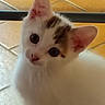 cat, kitten, white_cat, tabby, pet, animal, close_up, portrait, selfie, large_eyes, blue_eyes, ears, whiskers, nose, fur, cute, curious, indoors, tiled_floor, warm_lighting