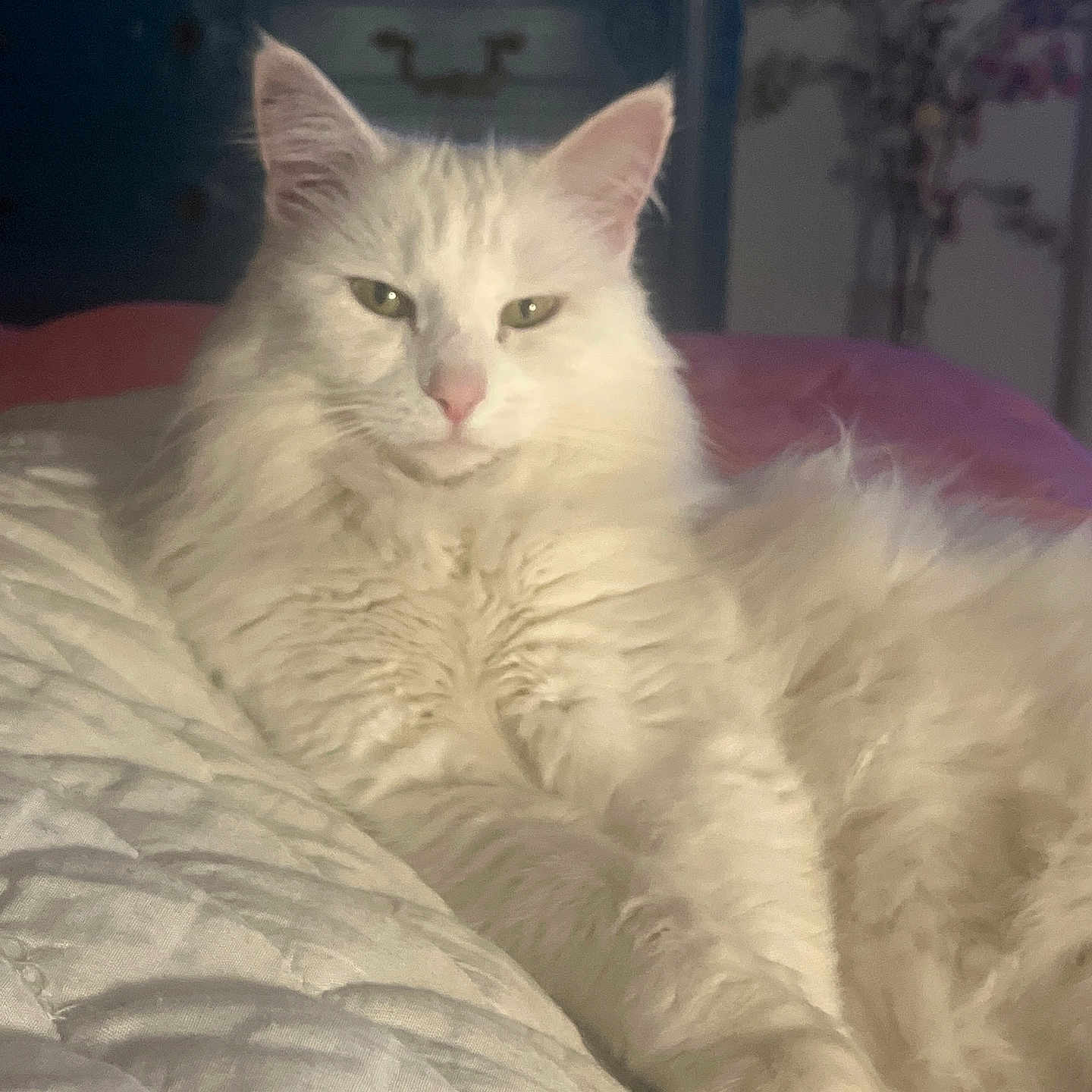 Duchesse