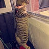 kitten, cat, tabby, curious, collar, bell, window, mesh_curtain, indoor, red_chair, furniture, pet, animal, young_cat, balancing, looking_out, side_view, domestic, curiosity, household