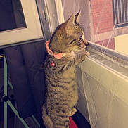 Nala participe au concours pour gagner de l'argent avec cette photo : cat, kitten, tabby, indoor, window, mesh_screen, curious, collar, bell, standing, hind_legs, red_cushion, household_item, pet, feline, looking_out, domestic, young_cat, animal, curiosity