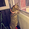 cat, kitten, tabby, indoor, window, mesh_screen, curious, collar, bell, standing, hind_legs, red_cushion, household_item, pet, feline, looking_out, domestic, young_cat, animal, curiosity