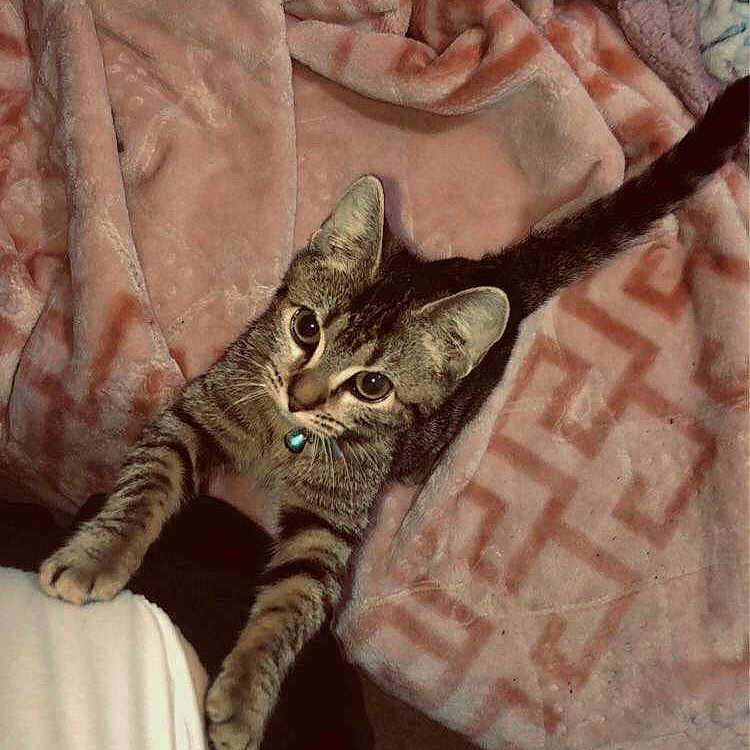 Nala