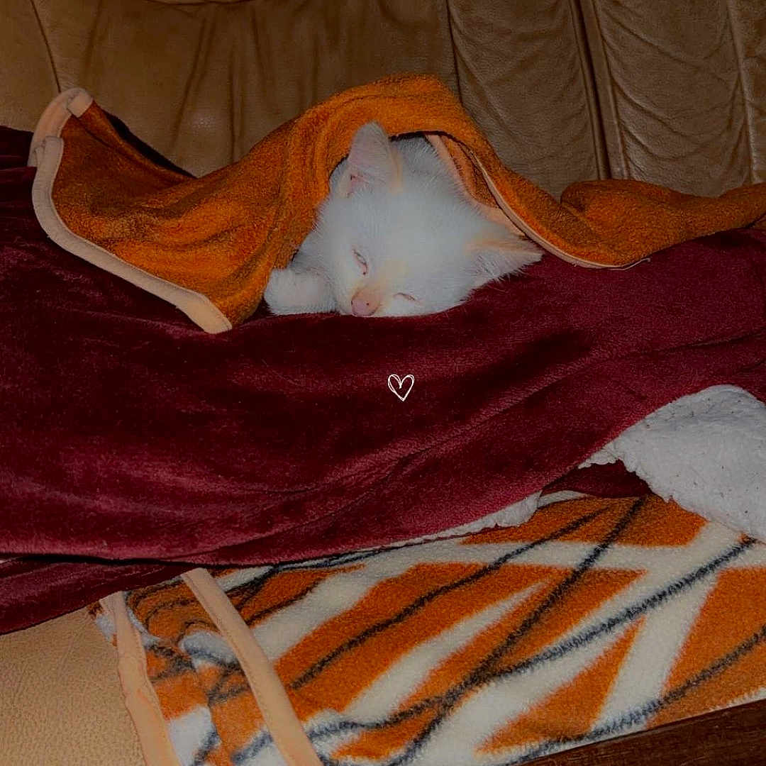 Panda a rejoint le concours — aidez-le/la à gagner de superbes lots ! kitten, cat, sleeping, blanket, towel, leather_couch, cozy, pet, fur, indoor, animal, resting, cute, small, comfort, nap, domestic, feline, warm, soft