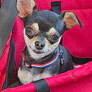 Plume a rejoint le concours — aidez-le/la à gagner de superbes lots ! animal, black_and_tan, canine, chihuahua, close_up, collar, companion, cute, dog, domestic_animal, ears, furry, indoor, pet, pet_accessory, portrait, red_carrier, sitting, small_dog, smiling